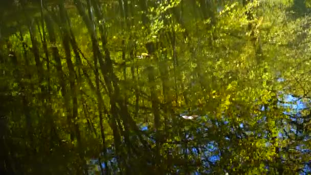 Hojas Otoño Estanque Forestal — Vídeos de Stock