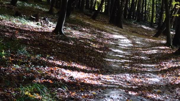 Herfstbos Schieten Het Bos — Stockvideo