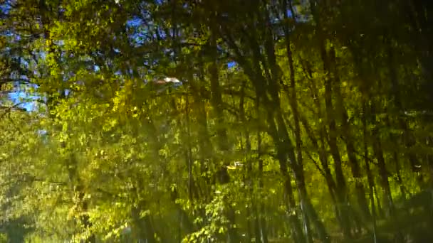 Autumn Leaves Forest Pond — Stockvideo