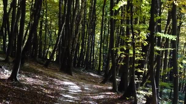 秋天的森林森林里的射击 — 图库视频影像