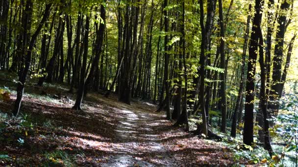 Bosco Autunnale Girare Nella Foresta — Video Stock