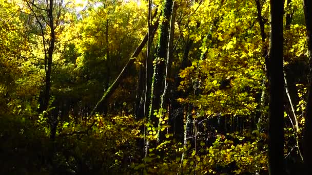 Осенние Деревья Октябре — стоковое видео