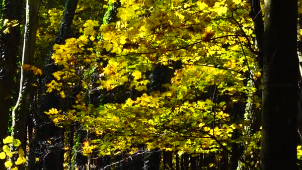 Autumn Trees October — Stock Video