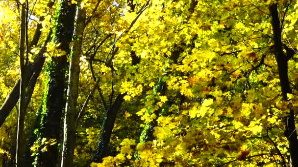Autumn Trees October — Stockvideo