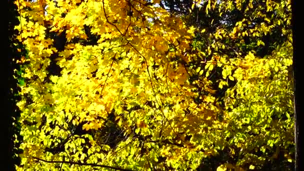 Podzimní Stromy Říjnu — Stock video