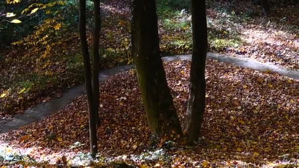 Stromen Het Bos Herfstbos — Stockvideo