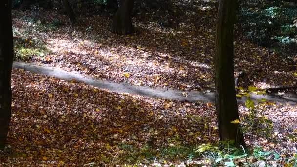 Flusso Nel Bosco Foresta Autunnale — Video Stock