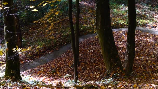 Flusso Nel Bosco Foresta Autunnale — Video Stock