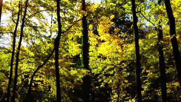 Φθινοπωρινά Δέντρα Τον Οκτώβριο Αργή Κίνηση — Αρχείο Βίντεο
