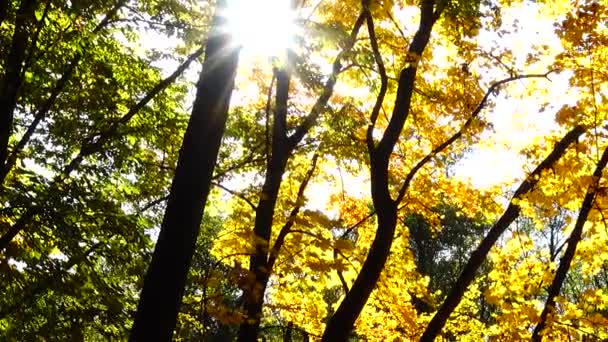 Árboles Otoño Octubre — Vídeo de stock