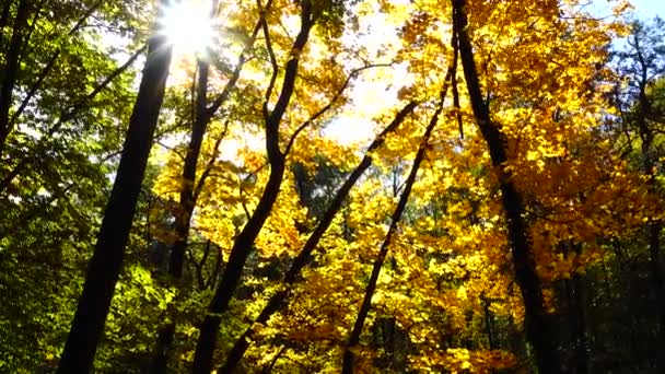 Árboles Otoño Octubre — Vídeo de stock