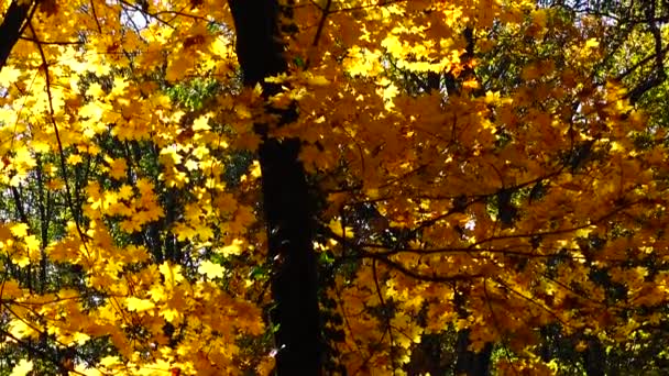 Árvores Outono Outubro — Vídeo de Stock