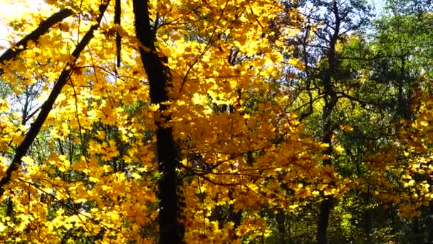 Herfstbomen Oktober — Stockvideo