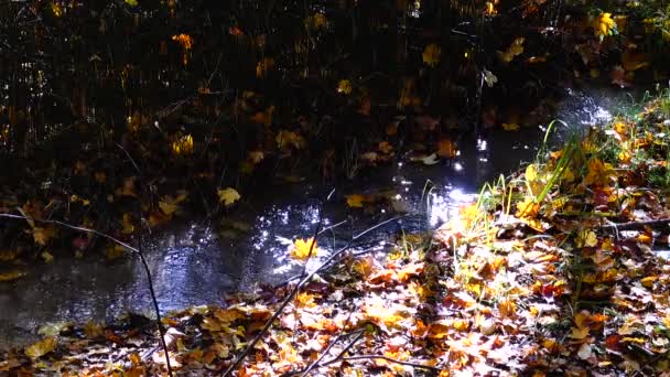 Flusso Nel Bosco Foresta Autunnale — Video Stock