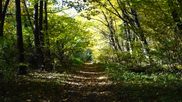 Bosque Otoño Disparos Bosque — Vídeos de Stock