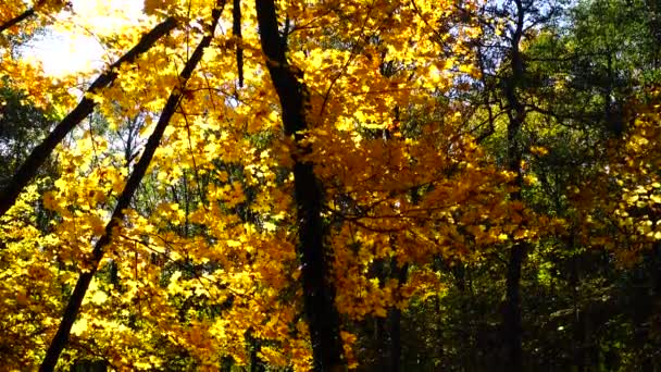 Autumn Trees October — Stock Video
