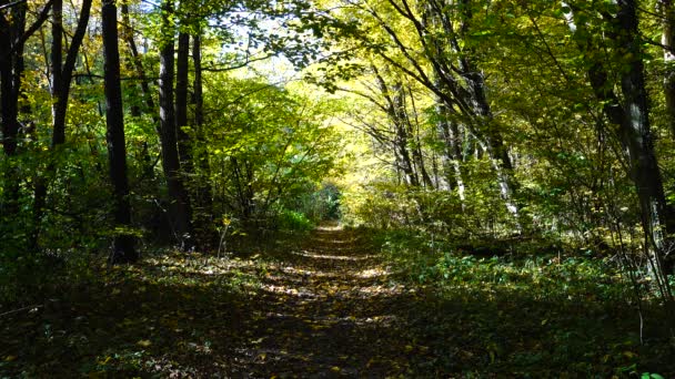 Autumn Forest Shooting Forest — Stock Video