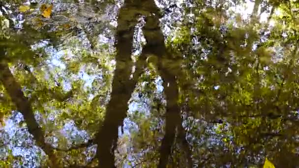 Áramlás Erdőben Őszi Erdő — Stock videók