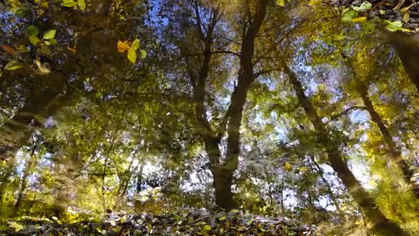 Potok Lese Podzimní Les — Stock video