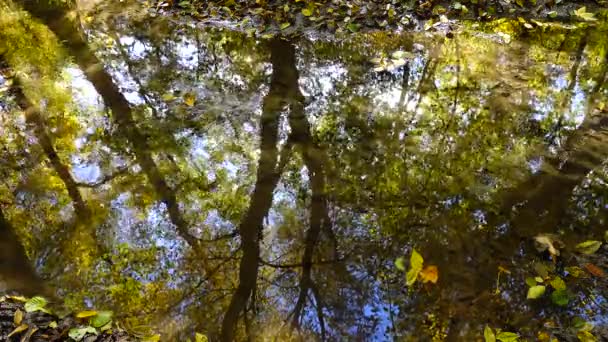 Bäck Skogen Höstskog — Stockvideo