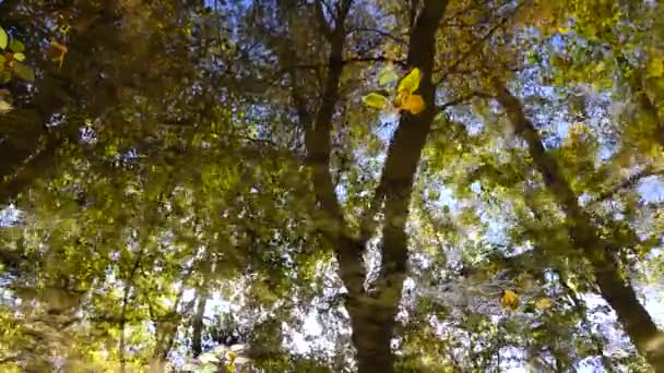 森の中のストリーム 秋の森 — ストック動画