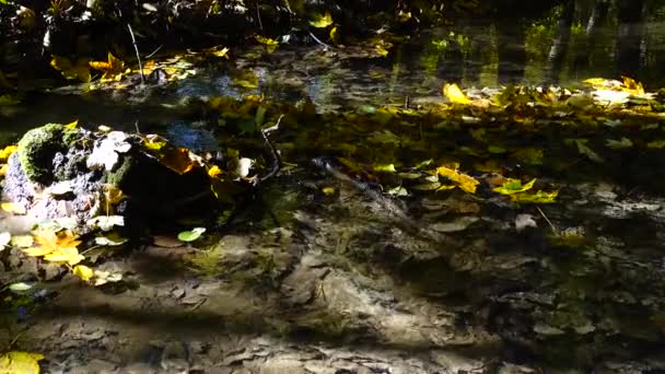 Flusso Nel Bosco Foresta Autunnale — Video Stock