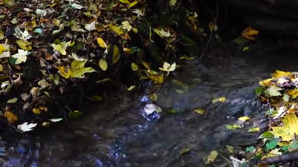 Flusso Nel Bosco Foresta Autunnale — Video Stock