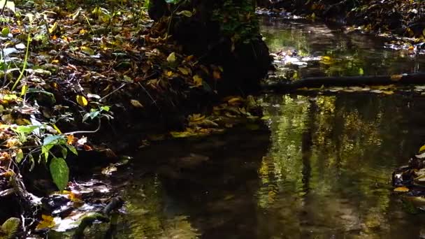 Cours d'eau dans les bois. Forêt d'automne .