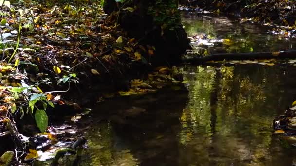 Flusso Nel Bosco Foresta Autunnale — Video Stock