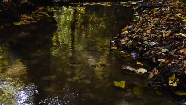 Cours Eau Dans Les Bois Forêt Automne — Video