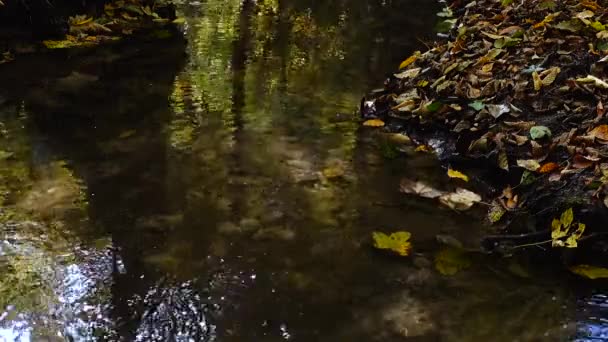 Flusso Nel Bosco Foresta Autunnale — Video Stock