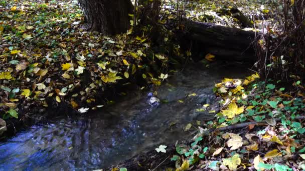 Stromen Het Bos Herfstbos — Stockvideo