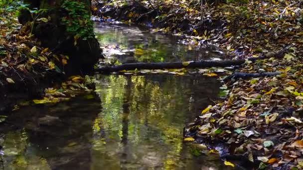 Stromen Het Bos Herfstbos — Stockvideo