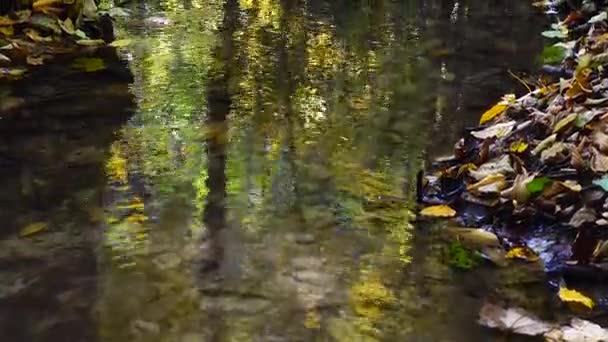 Cours Eau Dans Les Bois Forêt Automne — Video