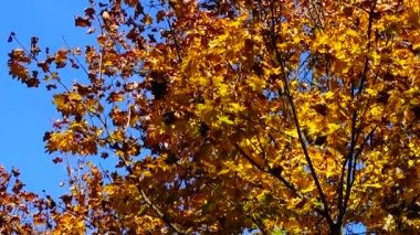 Ekim 'de sonbahar ağaçları.