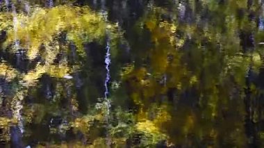 Sonbahar yaprakları ve orman göleti.