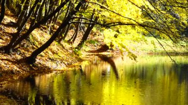 Sonbahar yaprakları ve orman göleti.