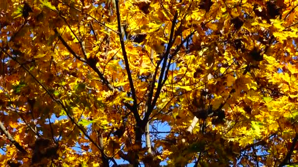 Herfstbomen Oktober — Stockvideo