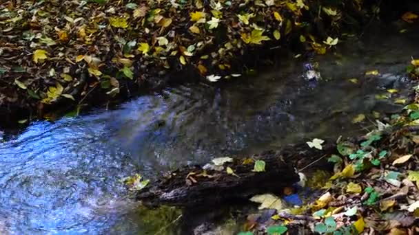 Strumień Lesie Las Jesienny — Wideo stockowe