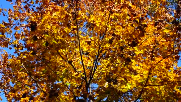 Ekim Sonbahar Ağaçları — Stok video