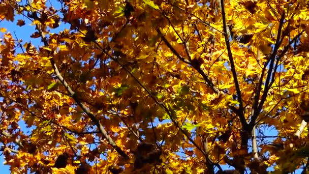 Jesienne Drzewa Październiku — Wideo stockowe
