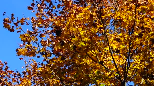 十月的秋天树 — 图库视频影像