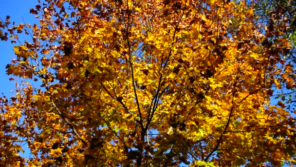 Herfstbomen Oktober — Stockvideo