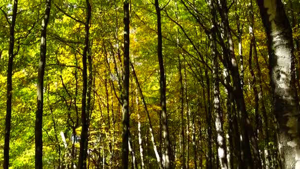 Árvores Outono Outubro — Vídeo de Stock