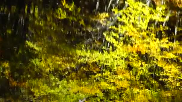 Herfstbladeren Bosvijver — Stockvideo