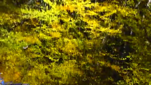 Hojas Otoño Estanque Forestal — Vídeos de Stock