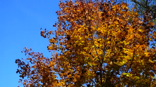 Autumn Trees October — Stock Video