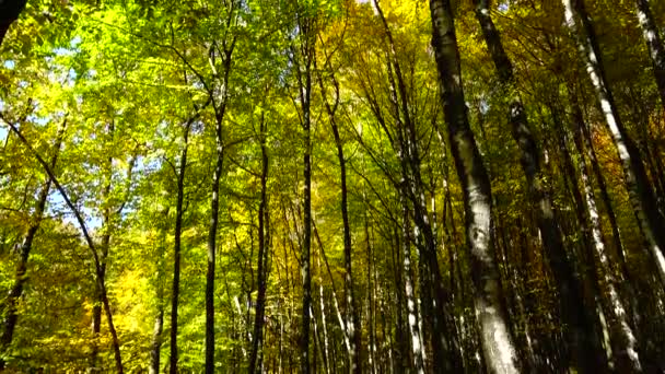 Podzimní Stromy Říjnu — Stock video