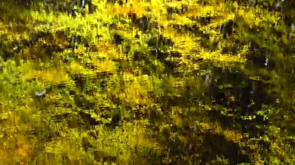 Feuilles d'automne et étang forestier .