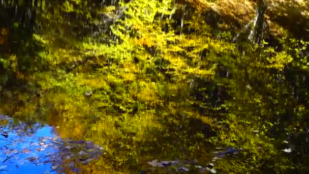 Jesienne Liście Staw Leśny — Wideo stockowe